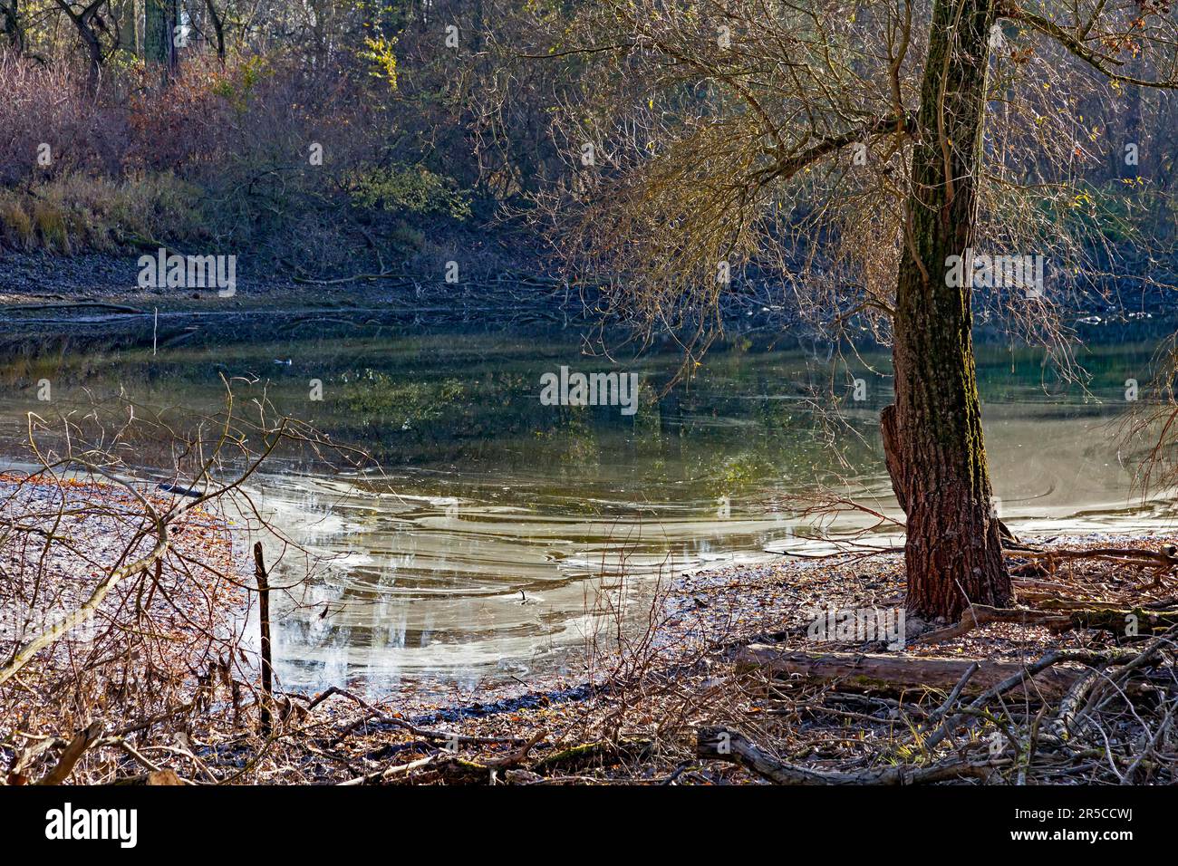 Forêt alluviale avec zones d'eau, hiver, Leimersheim, Rhénanie-Palatinat, Allemagne Banque D'Images