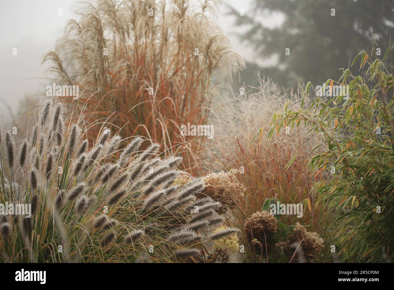 Herbes ornementales avec du houarfrost - roseau chinois (Miscanthus sinensis 'China') et de l'herbe à poils de plumes (Pennisetum alopecuroides var.. viridescens) Banque D'Images