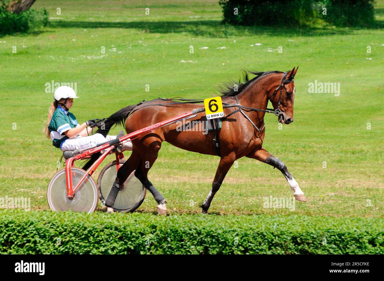 Trotting, Trotter, harnais, Sulky, conducteur Photo Stock - Alamy