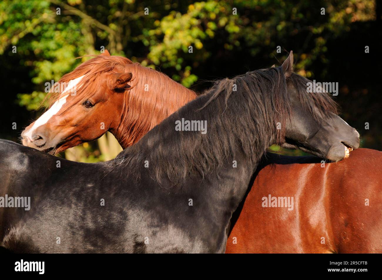 Gallois Ponies, étalons, Pony gallois en CoB Type, Section C, CoB gallois, Section D, Black Horse Banque D'Images