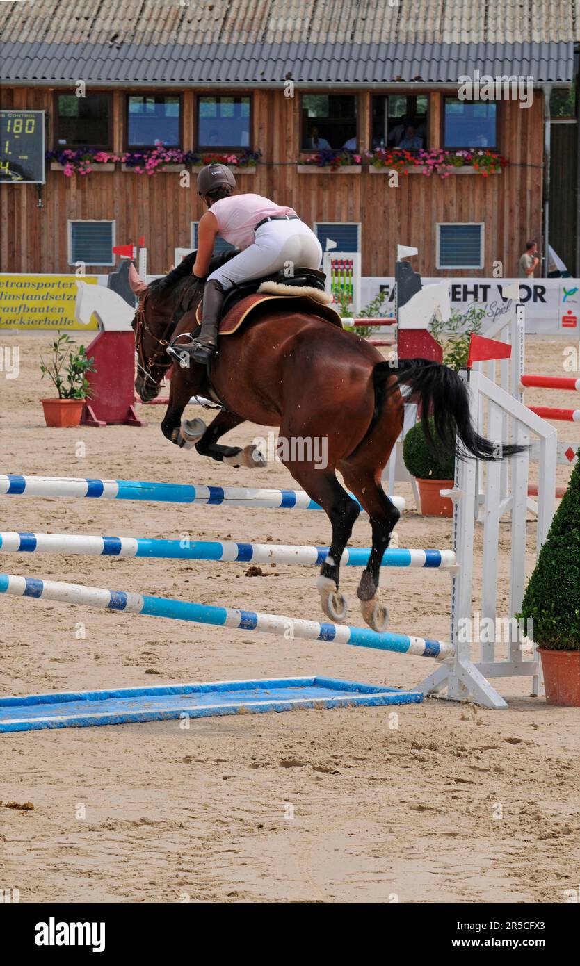 German WarmBlood Riding, obstacle, obstacle, Steeplechase Banque D'Images