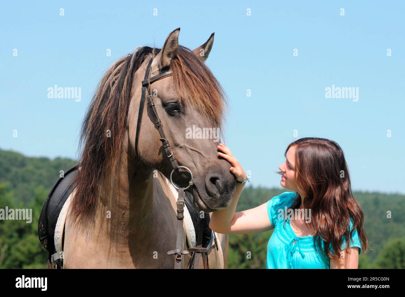 Fille et cheval, gris alb, bride Banque D'Images