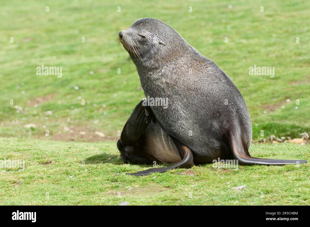 Phoque à fourrure de Kerguelen, baie de Fortuna, Géorgie du Sud, phoque à fourrure de l'antarctique (Arctocephalus gazella) Banque D'Images