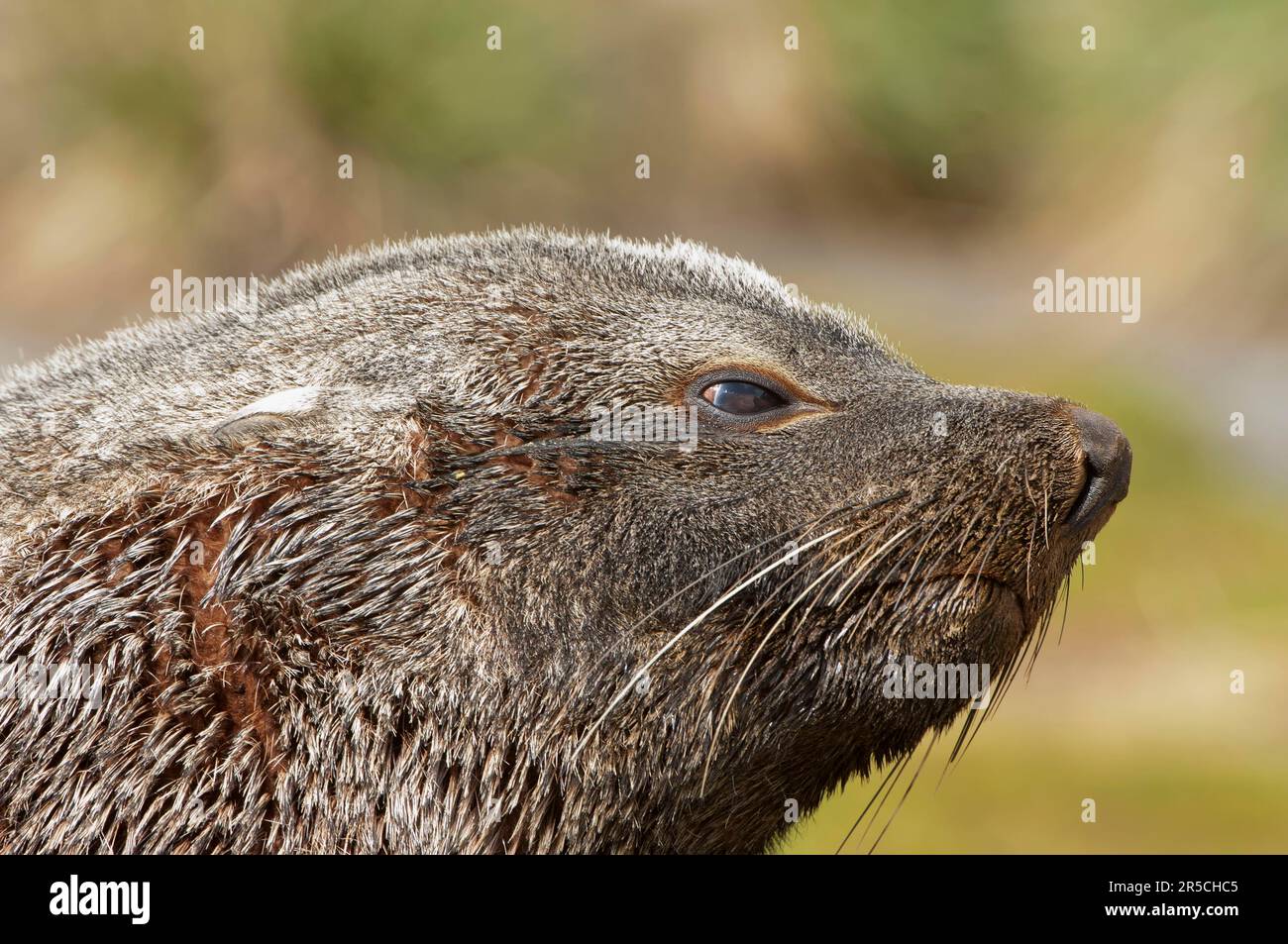 Phoque à fourrure de Kerguelen, baie de Fortuna, Géorgie du Sud, phoque à fourrure de l'antarctique (Arctocephalus gazella) Banque D'Images