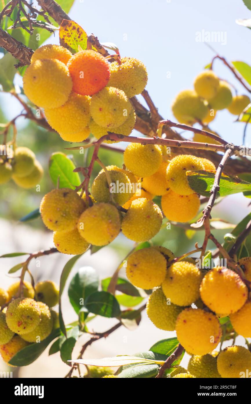 Fruit de fraise mûrissant vert jaune sur une branche dans le jardin Banque D'Images