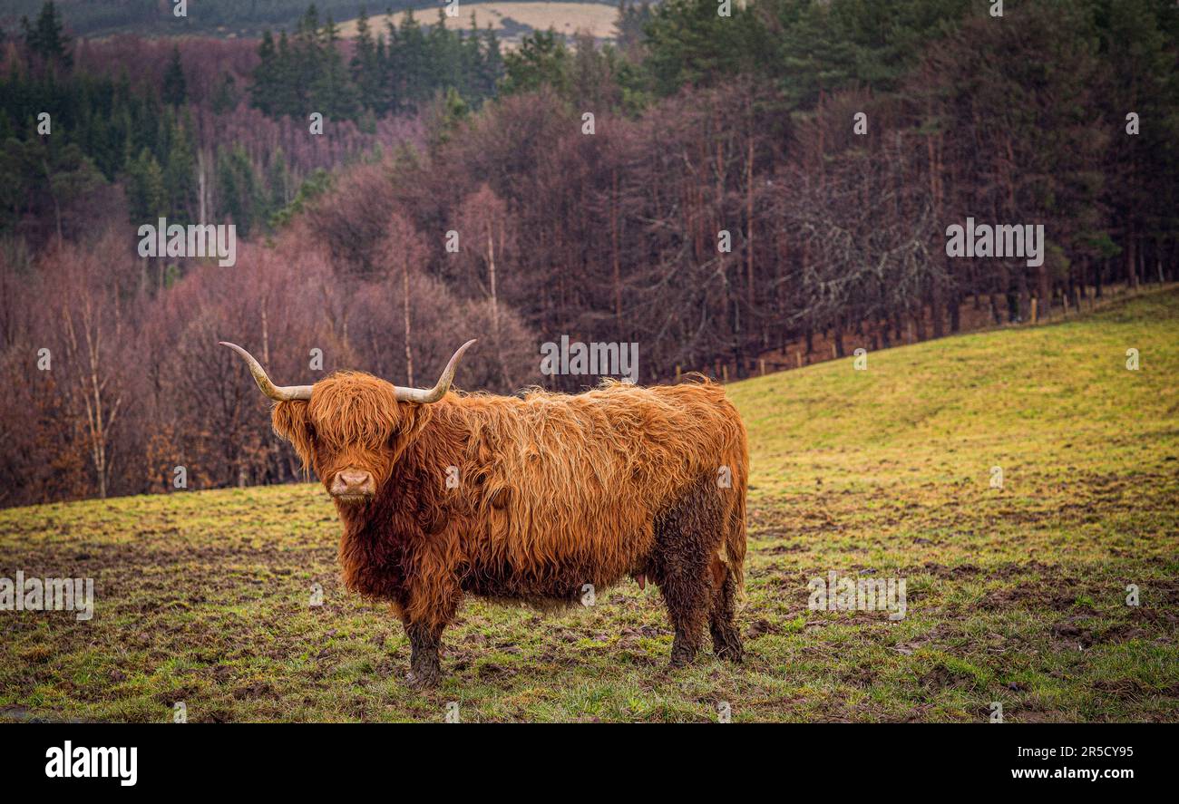Élevage de vaches des Highlands au domaine de Macallan , Easter Elchies, Abertour,Highlands , Écosse Banque D'Images