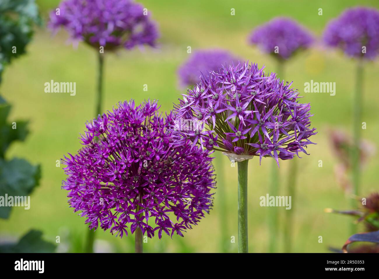 Une forêt de belles fleurs d'Allium pourpre avec des tiges vertes très droites debout comme des arbres élégants. Banque D'Images