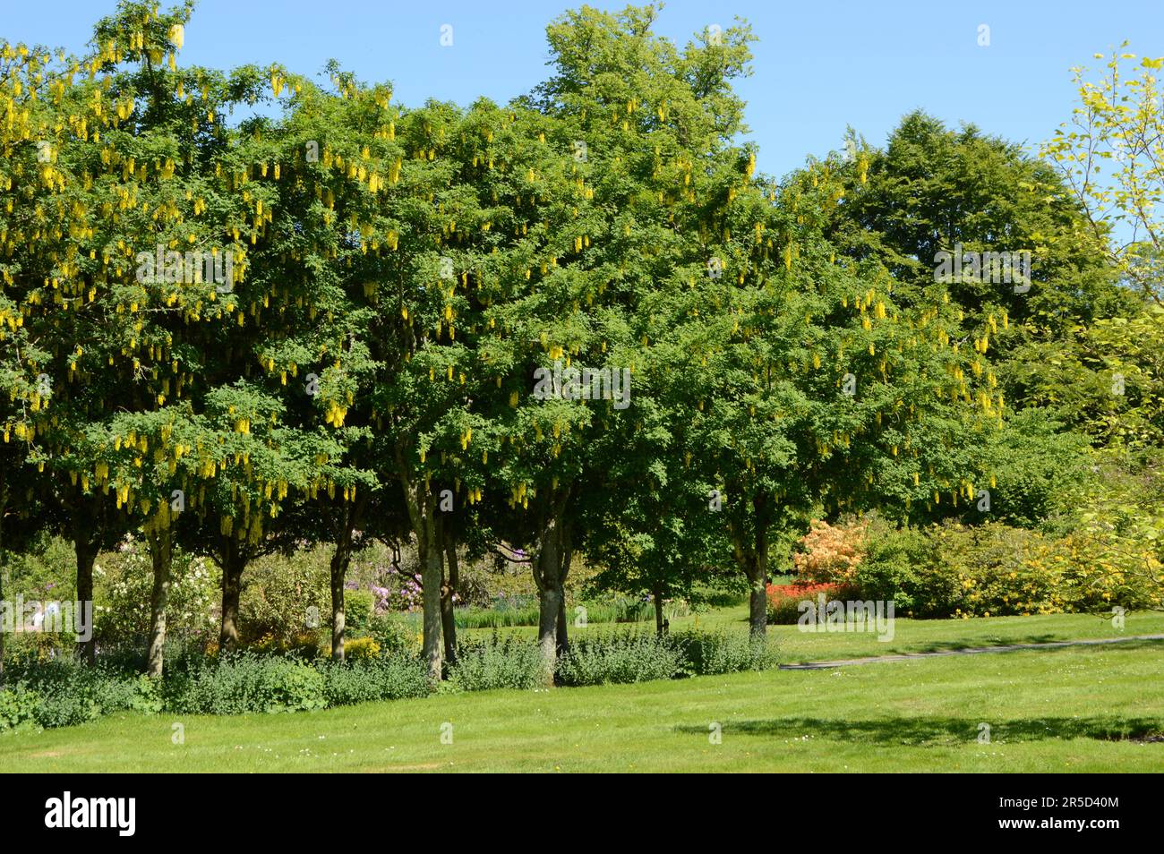 bosquet ombragé de Laburnum, goutte à goutte avec des fleurs jaune vif Banque D'Images