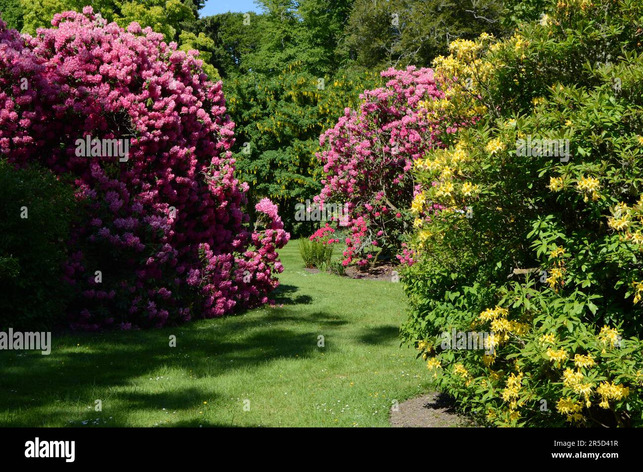 Une profusion de fleurs; la substance que les rêves d'amoureux de rhododendron sont faits Banque D'Images