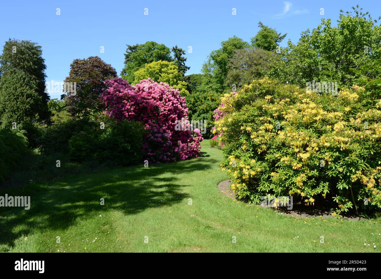 Une profusion de fleurs; la substance que les rêves d'amoureux de rhododendron sont faits Banque D'Images