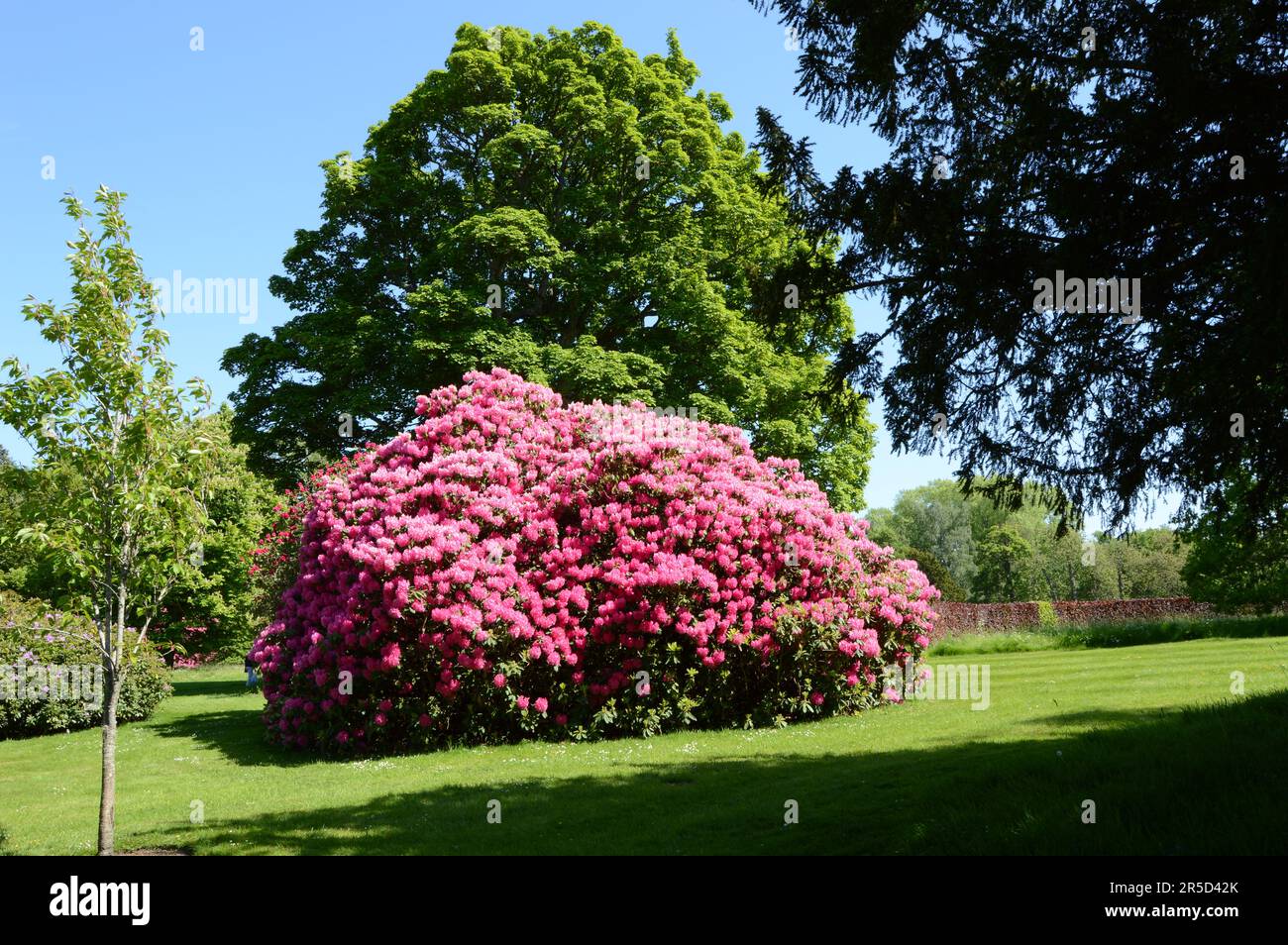 Une profusion de fleurs; la substance que les rêves d'amoureux de rhododendron sont faits Banque D'Images