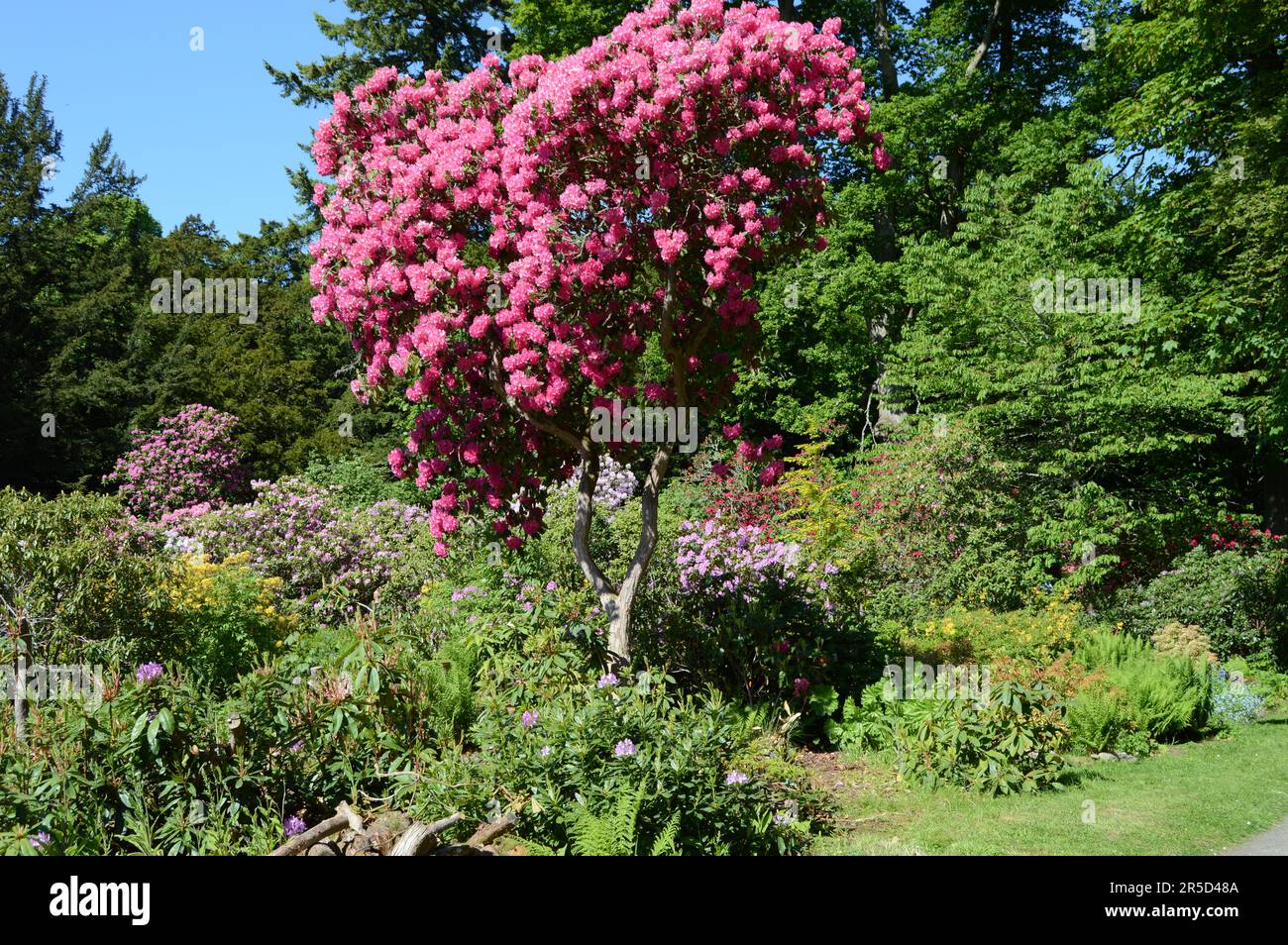 Fleurs en abondance et de tant de couleurs, un paradis des pollinisateurs Banque D'Images