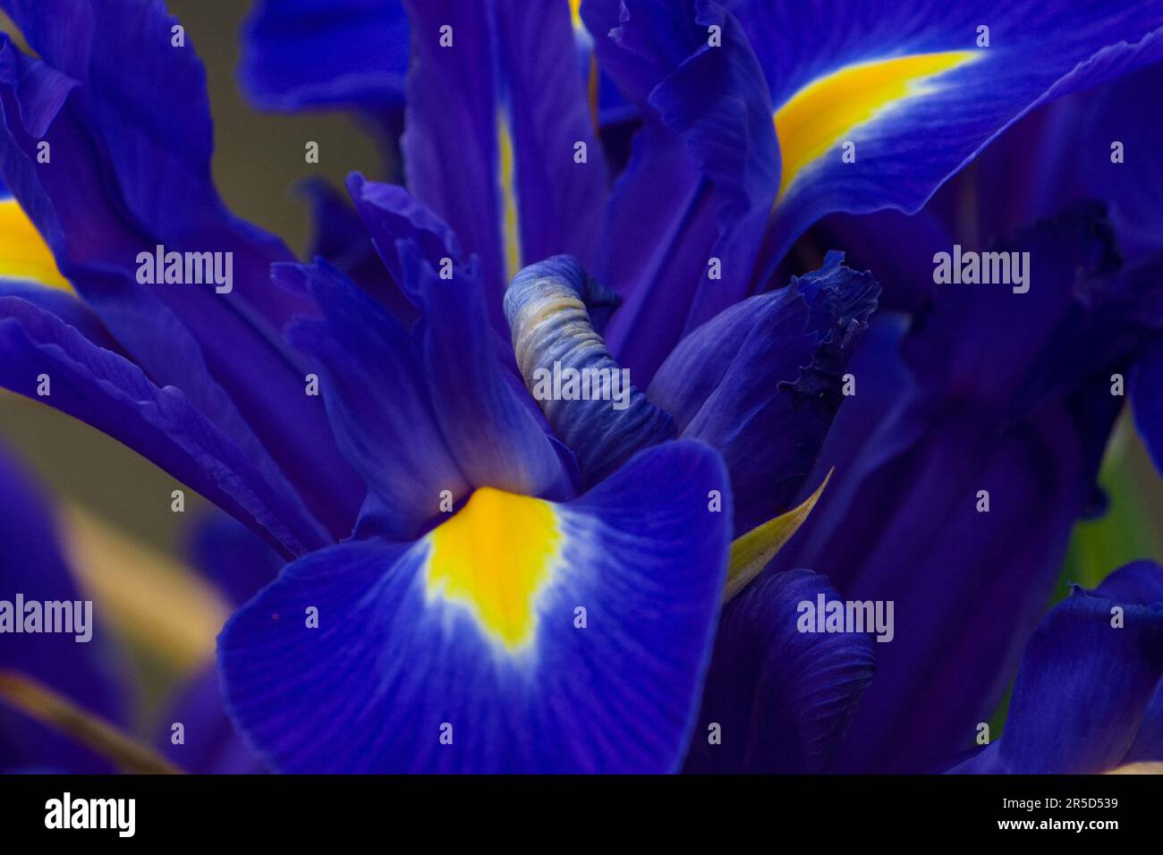 Magnifique gros plan des pétales de fleurs de l'iris bleu et jaune créant une image d'arrière-plan époustouflante et éclatante. Banque D'Images
