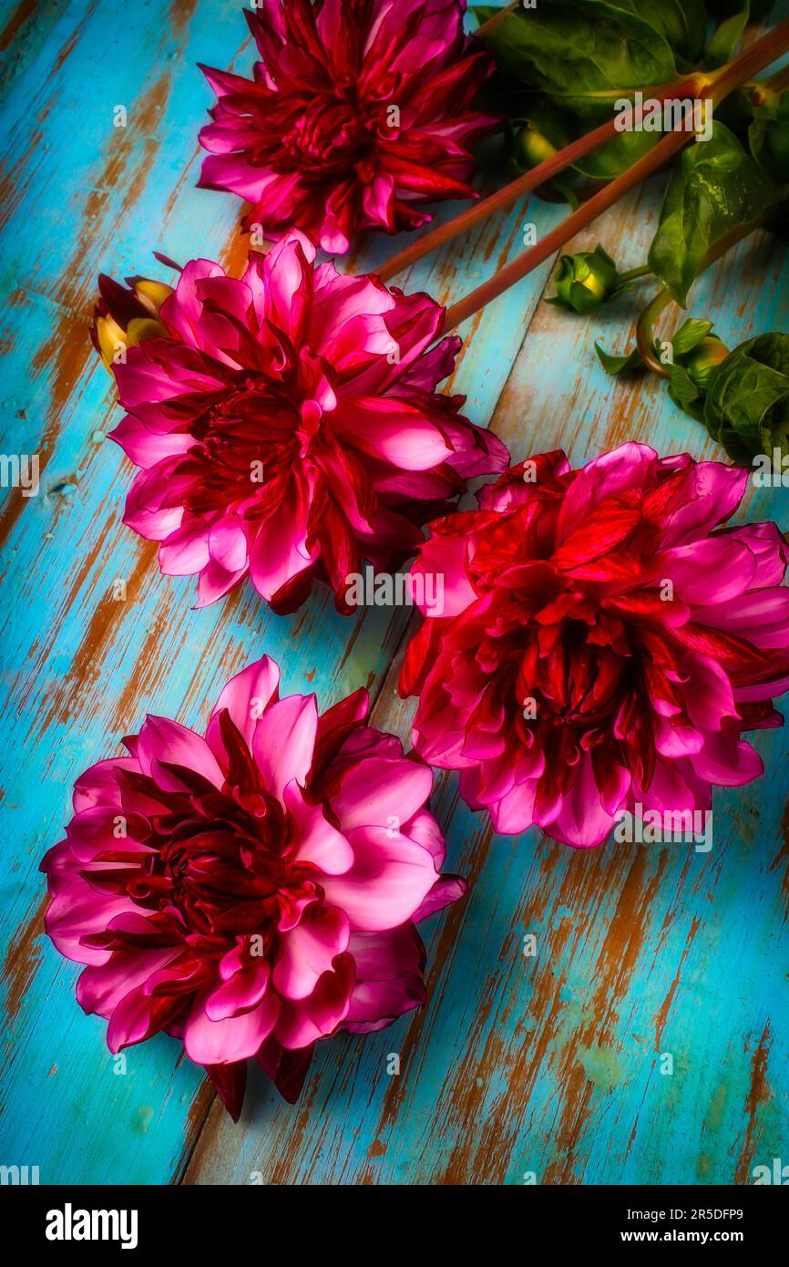 Dahlias violets sur la table bleue Banque D'Images