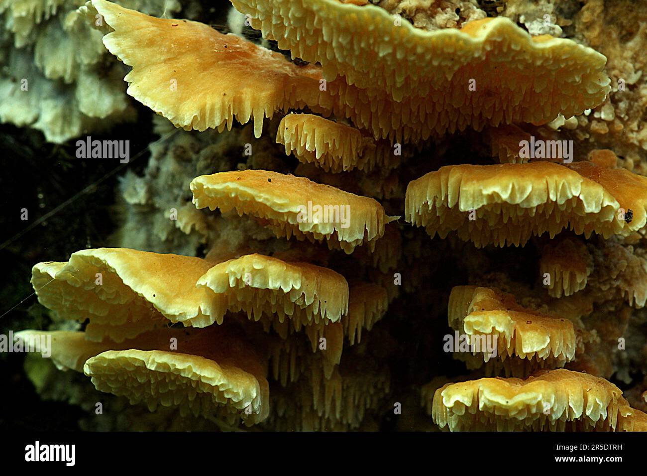 Champignons jaunes (Cerrena zonata) sur le tronc d'arbre mort en gros plan Banque D'Images