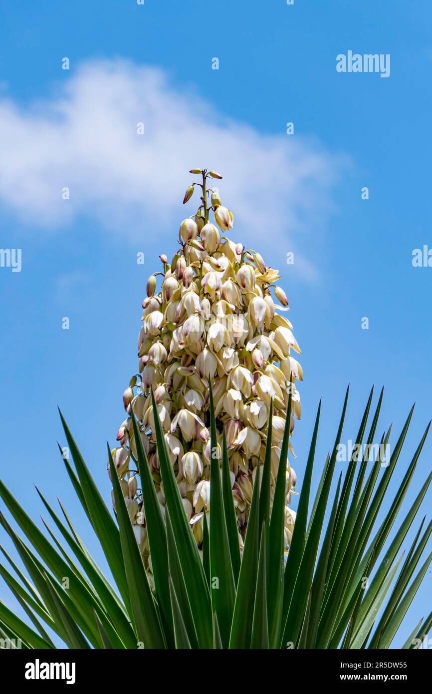 Yucca Gloriosa Evergreen arbuste de cactus succulent également appelé espagnol Dagger fleurs blanches de près Banque D'Images