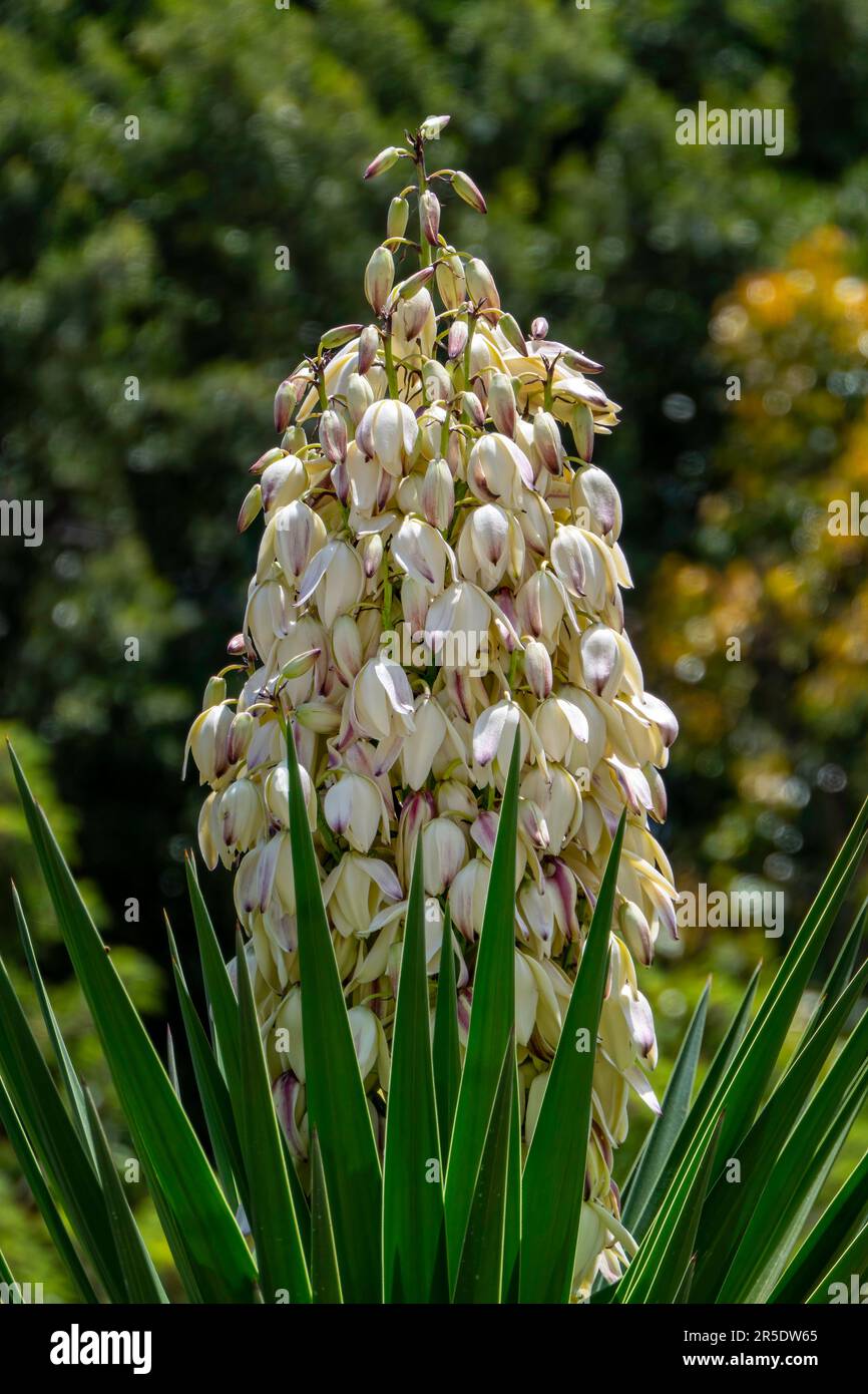 Yucca Gloriosa Evergreen arbuste de cactus succulent également appelé espagnol Dagger fleurs blanches de près Banque D'Images
