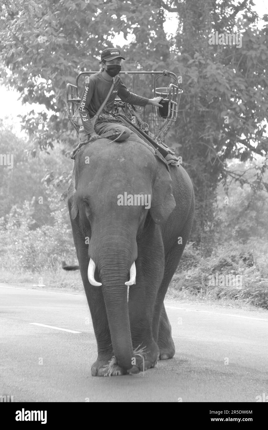 Éléphant d'Asie en Thaïlande Banque D'Images