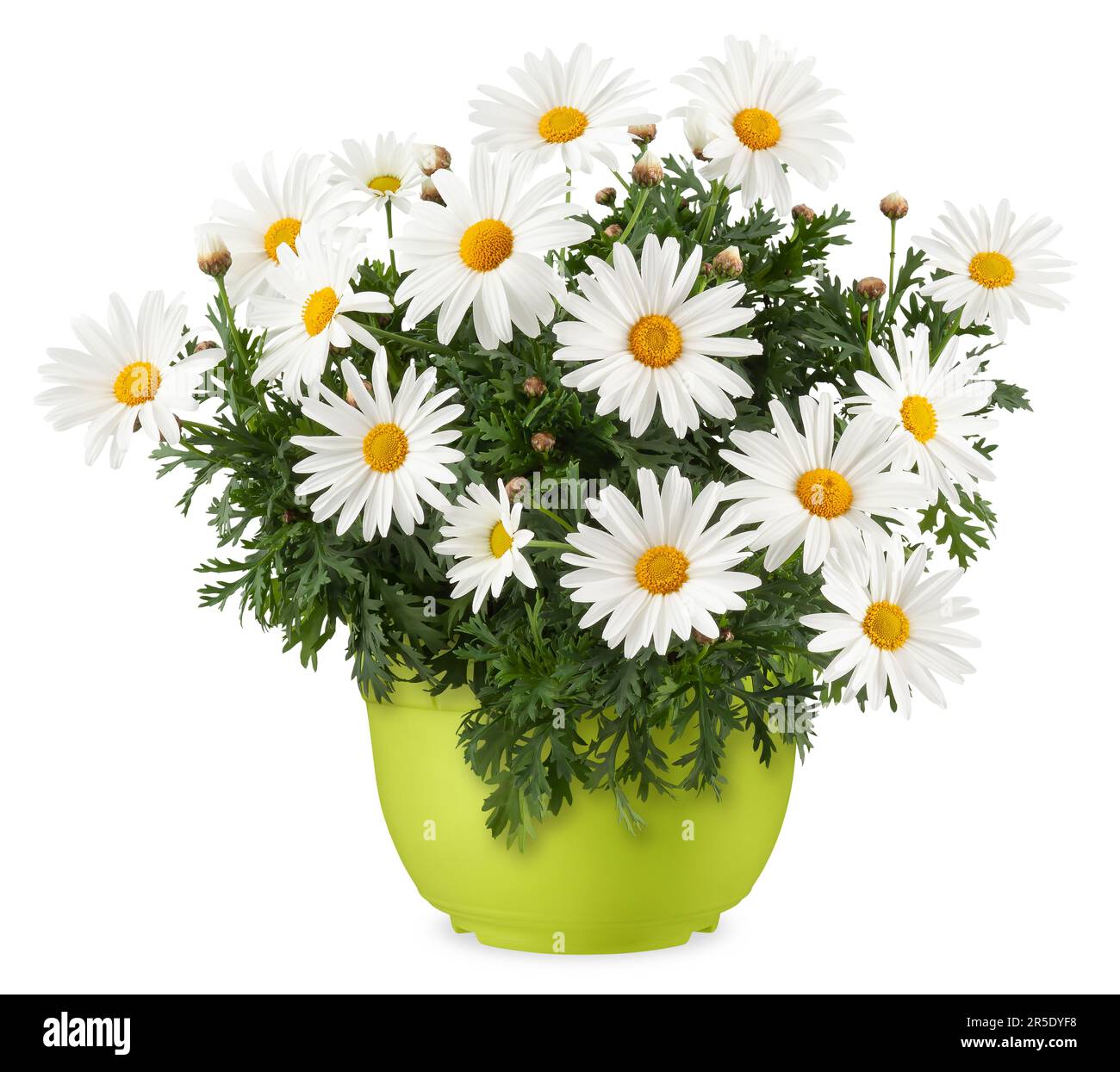 Plante de floraison de pâquerettes dans un pot en plastique vert. Vue avant de la fleur de pâquerette isolée sur fond blanc avec un chemin d'écrêtage. Printemps, jardinage et fleurs Banque D'Images