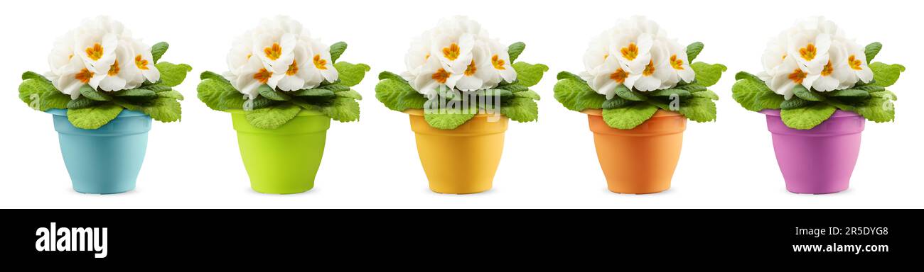 Fleurs de roses de fleur dans des pots colorés. Composition en fleurs blanches. Concept de printemps et de jardinage ou boutique de fleuriste, shopping en ligne et jardin Banque D'Images