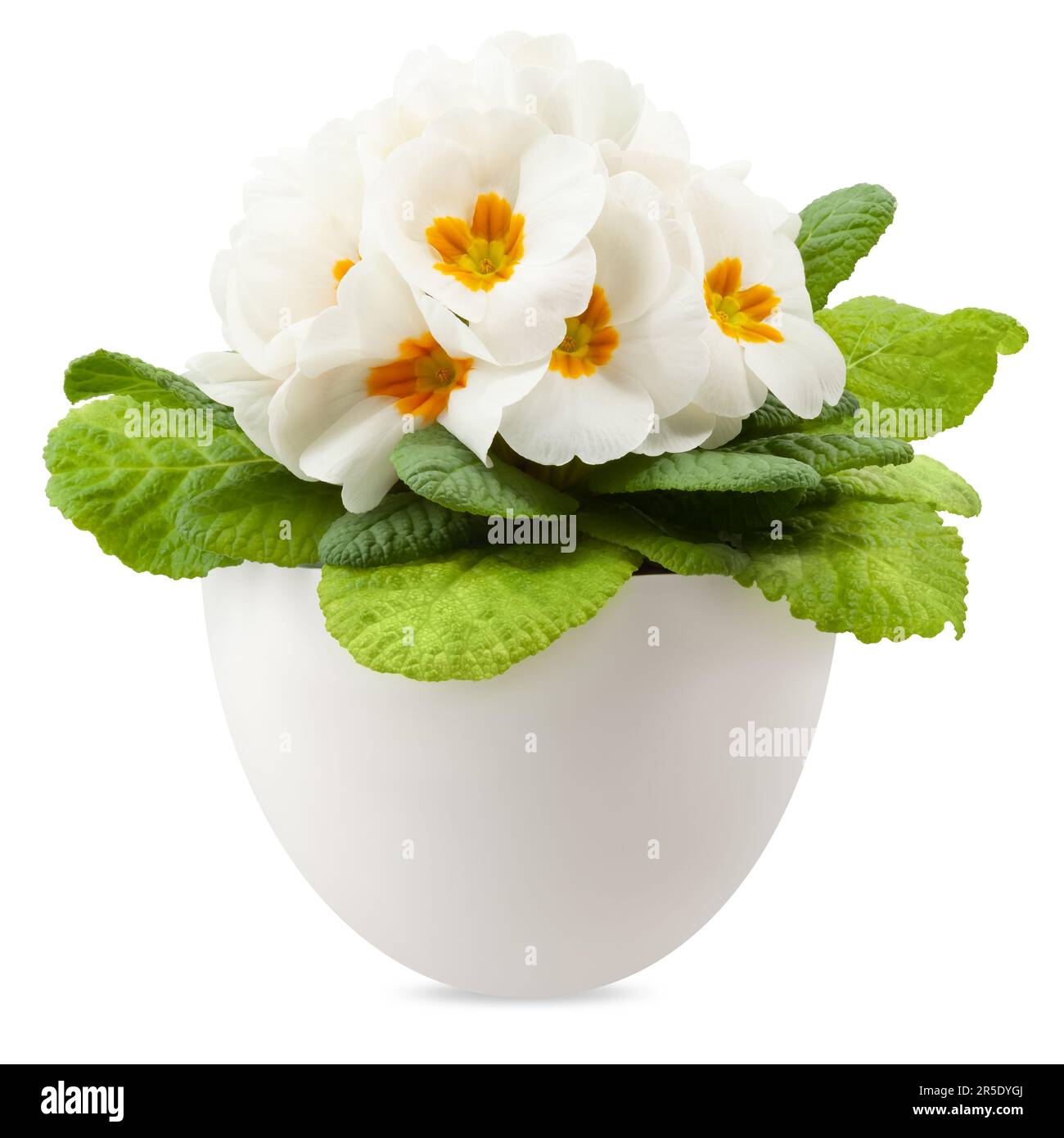 Printemps floraison de fleurs de primroses blanches dans le pot, vue de face rapprochée isolée sur fond blanc avec chemin de coupure Banque D'Images