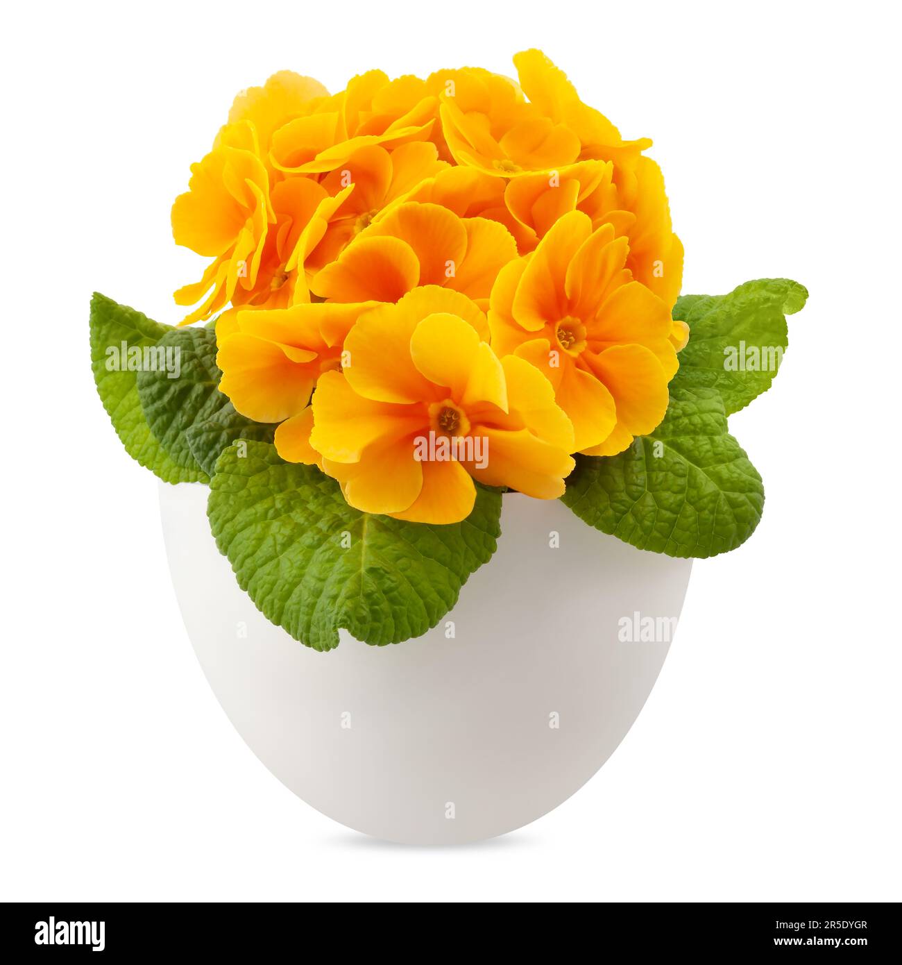 Printemps, fleurs de primrosiers d'orange dans le pot, vue de face rapprochée isolée sur fond blanc avec chemin d'écrêtage Banque D'Images