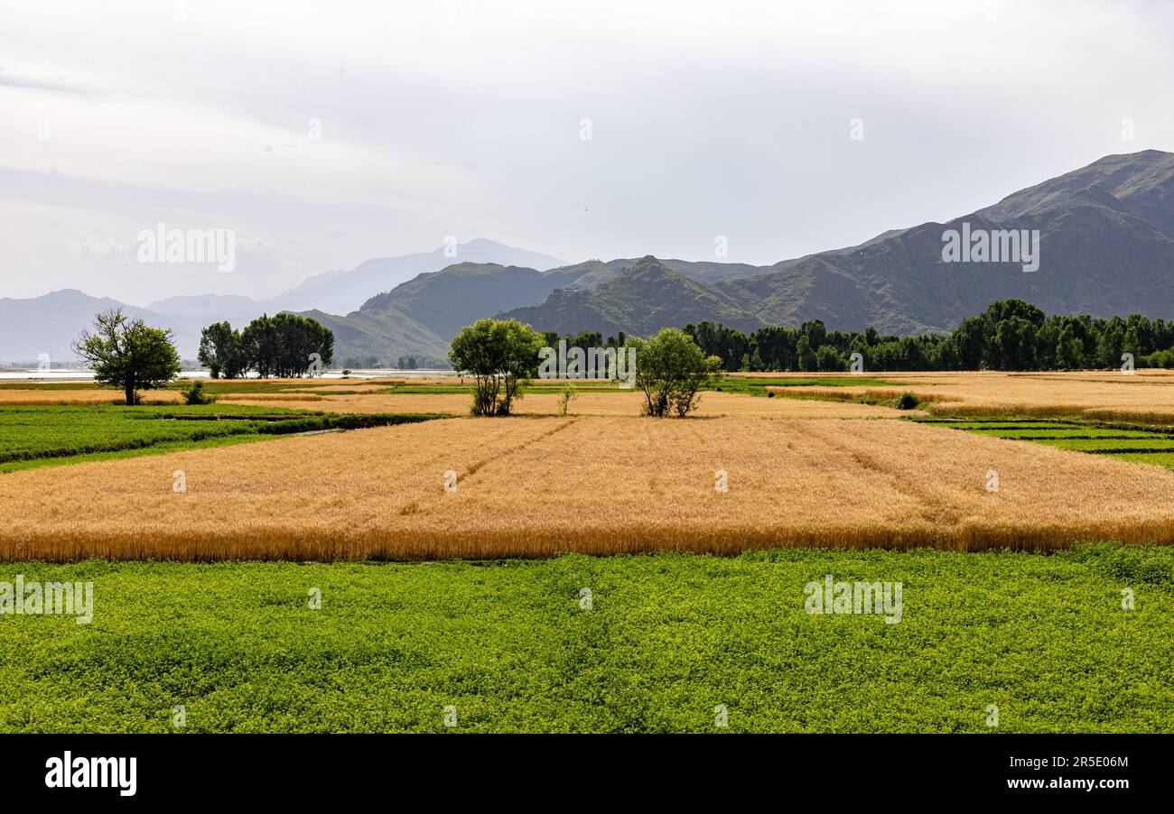 Une belle vue sur les champs de blé en été lors d'une journée nuageuse dans la vallée de swat, au Pakistan Banque D'Images
