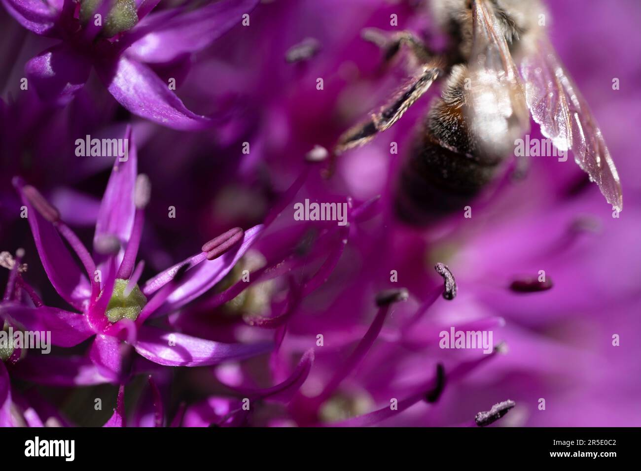 Arrière-plan macro extrême d'une abeille volant loin d'une fleur d'Allium violet riche en nectar. Les abeilles aiment les nombreuses fleurs avec le nectar. Mise au point sélective Banque D'Images