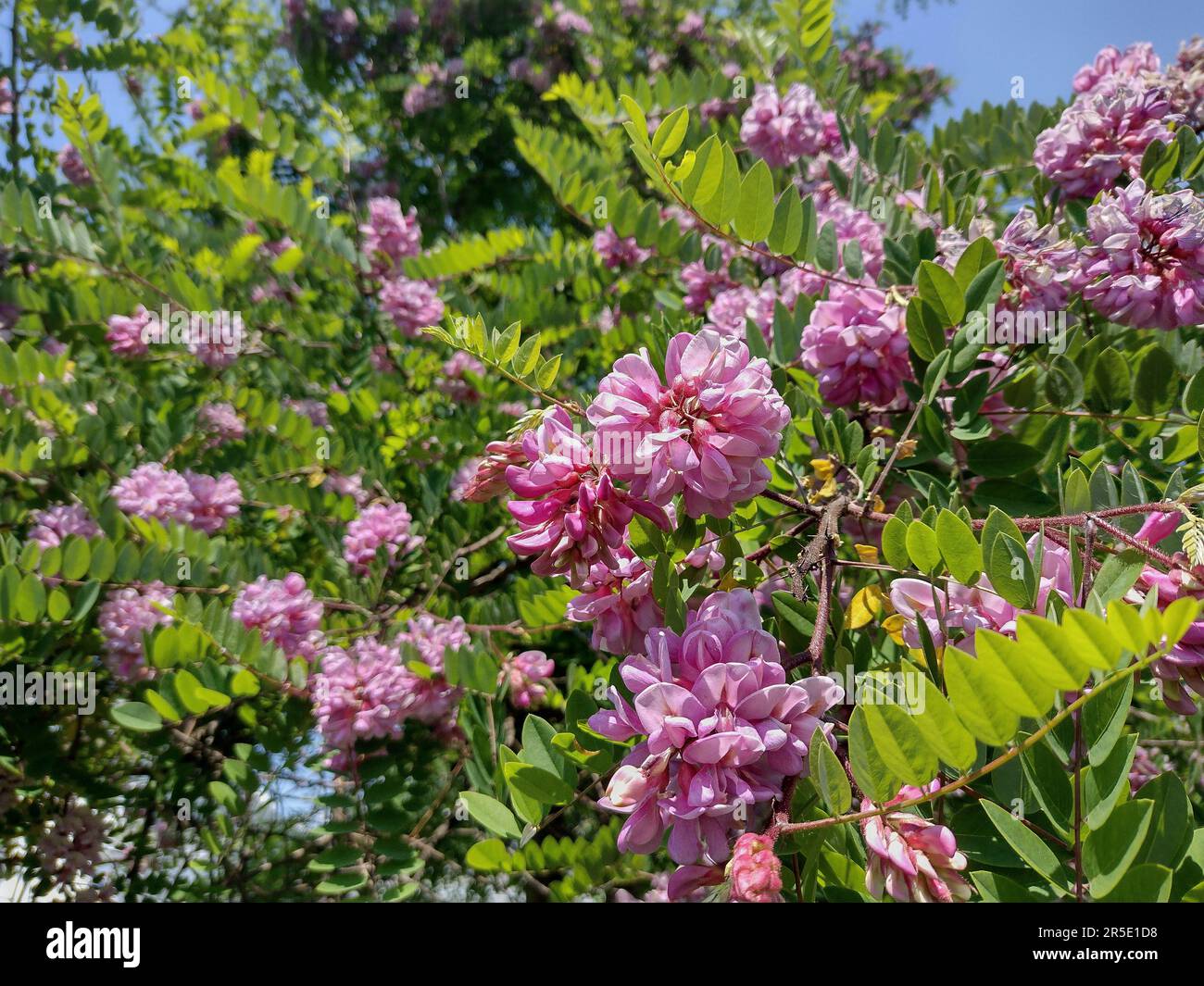 Fleurs de criquet dans l'arbre. Robinia viscosa Banque D'Images