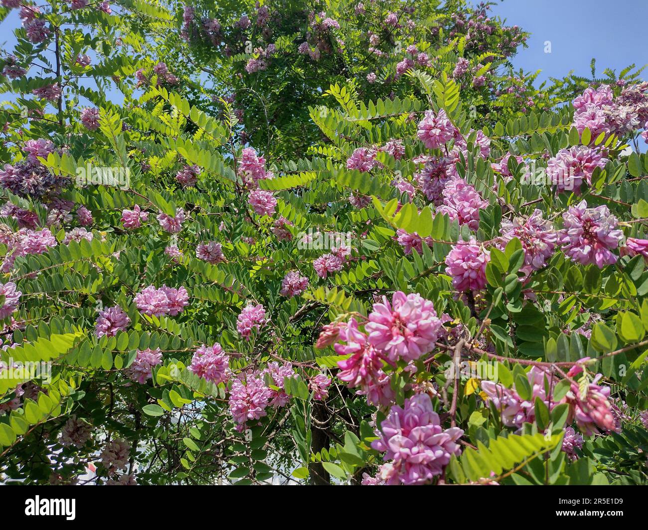 Fleurs de criquet dans l'arbre. Robinia viscosa Banque D'Images