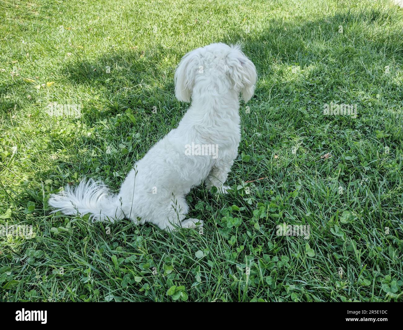 Chien de Bichon vu de derrière. Animaux Banque D'Images