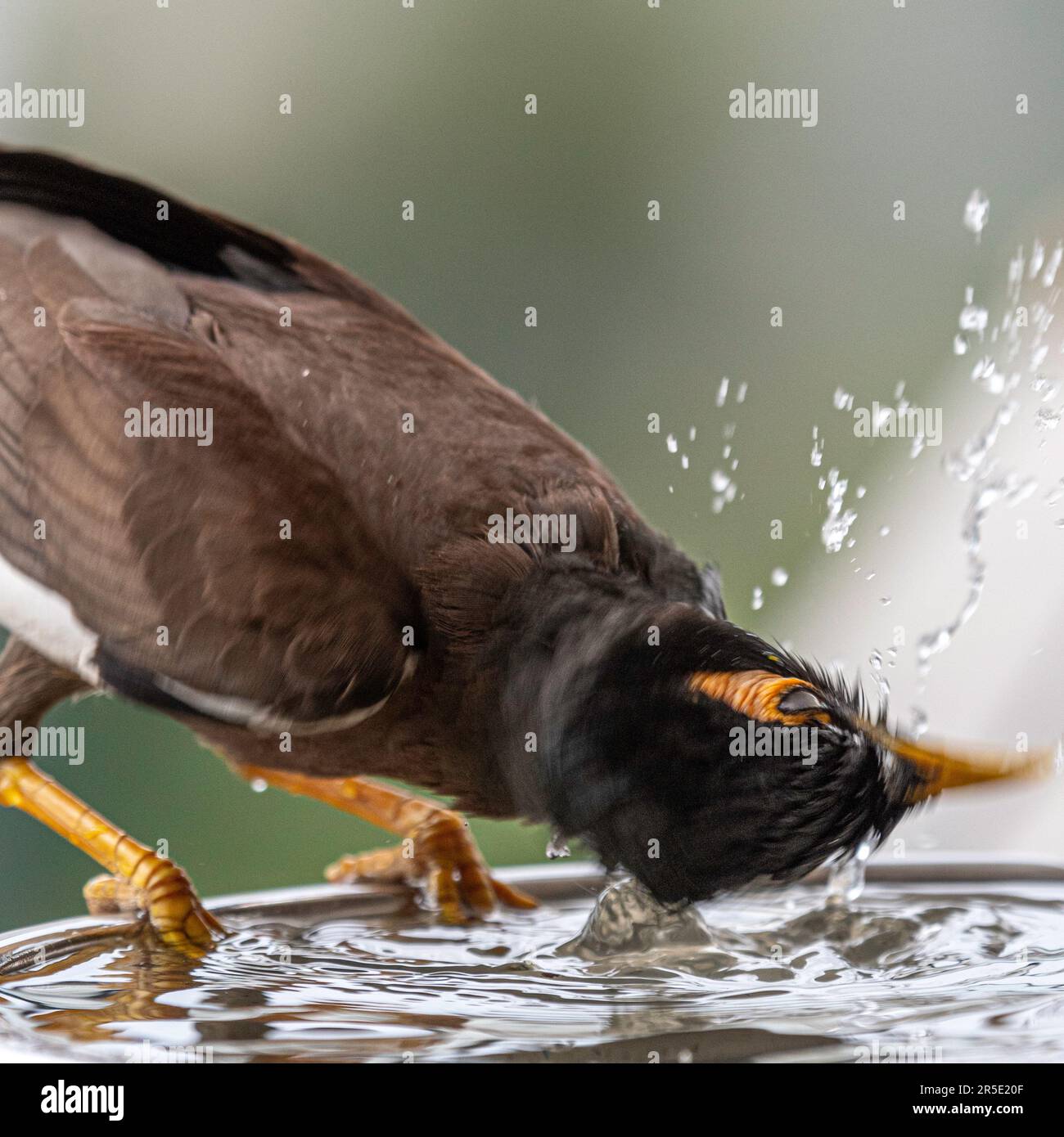 Portrait très rapproché isolé d'un seul oiseau de myna commun/ indien mature qui boit de l'eau froide pendant une journée chaude d'été dans son environnement domestique Banque D'Images