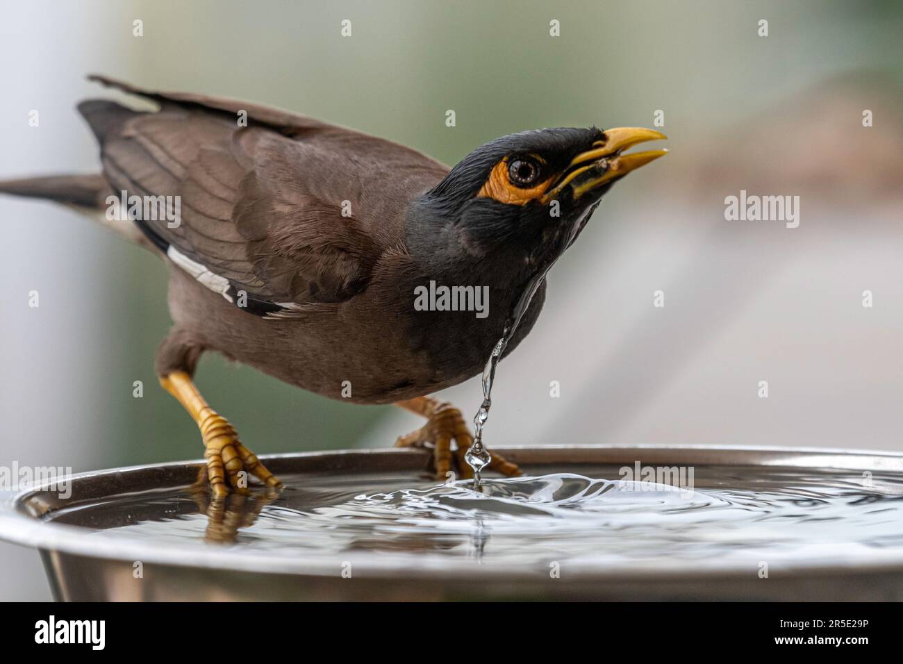 Portrait très rapproché isolé d'un seul oiseau de myna commun/ indien mature qui boit de l'eau froide pendant une journée chaude d'été dans son environnement domestique Banque D'Images