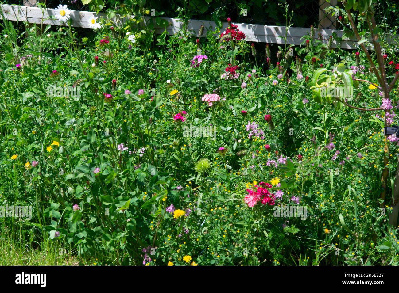 Bordure de fleurs sauvages dans le jardin de banlieue, Royaume-Uni Banque D'Images