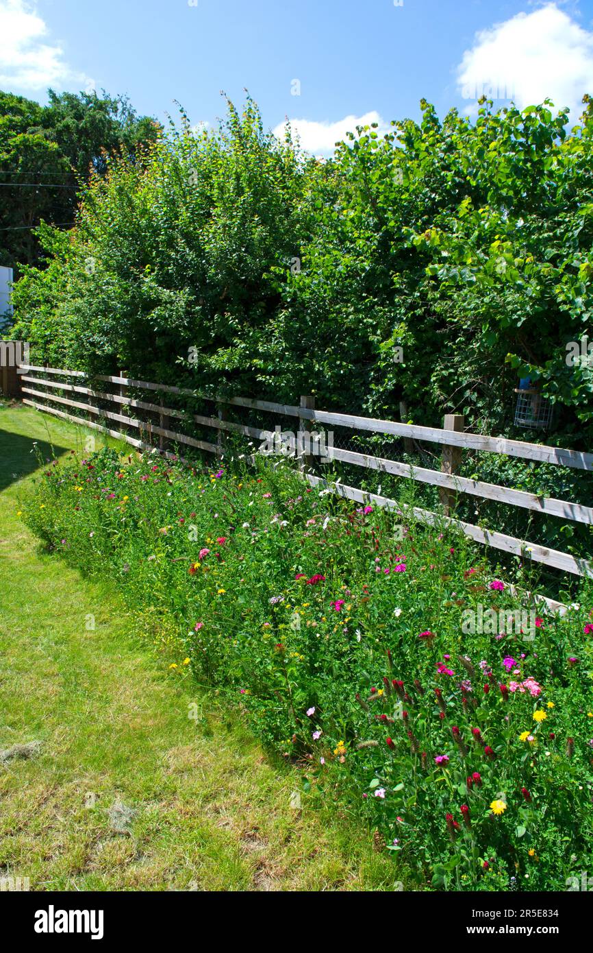 Bordure de fleurs sauvages dans le jardin de banlieue, Royaume-Uni Banque D'Images