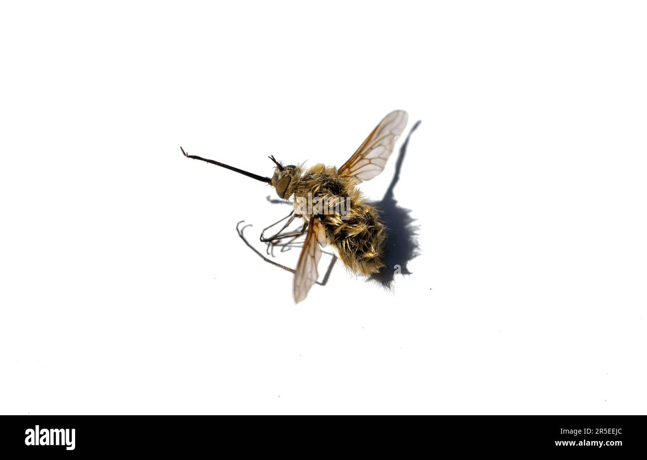 Wasp isolé sur fond blanc Banque D'Images