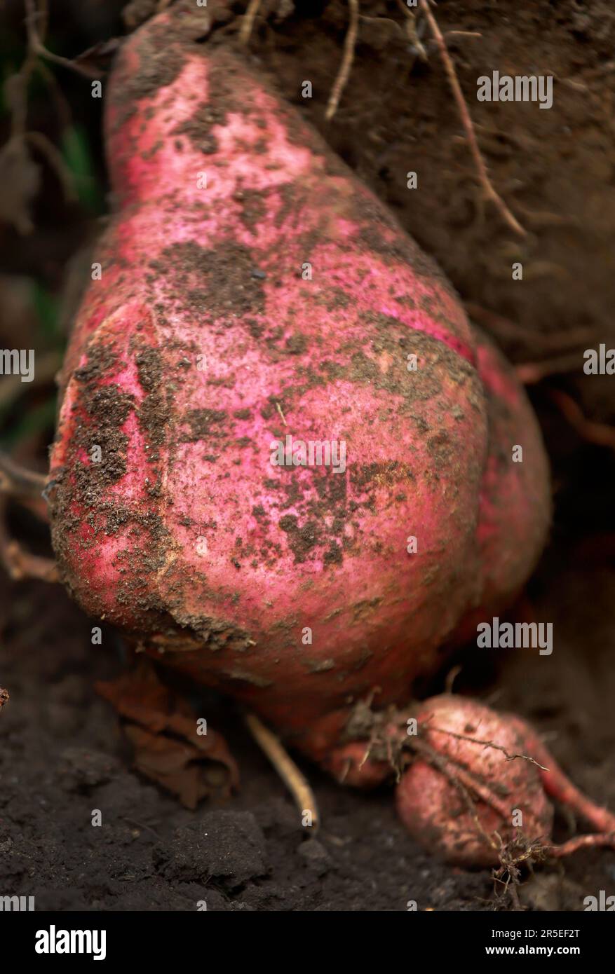 Yam ou pomme de terre douce fraîchement récoltée à partir de la terre Banque D'Images
