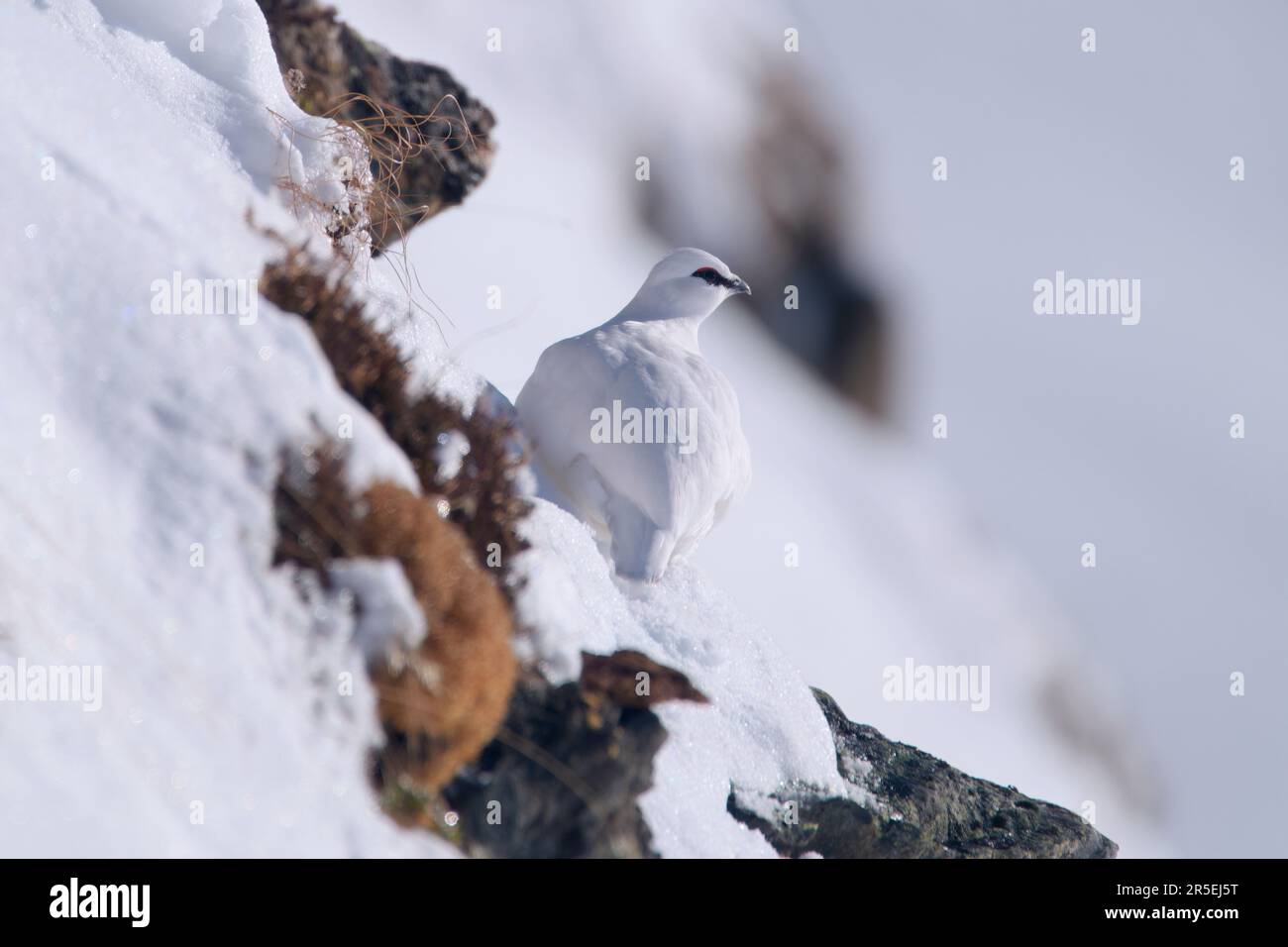 Un Ptarmigan de roche, lagopus muta, sur les Alpes enneigées par une journée d'hiver ensoleillée Banque D'Images