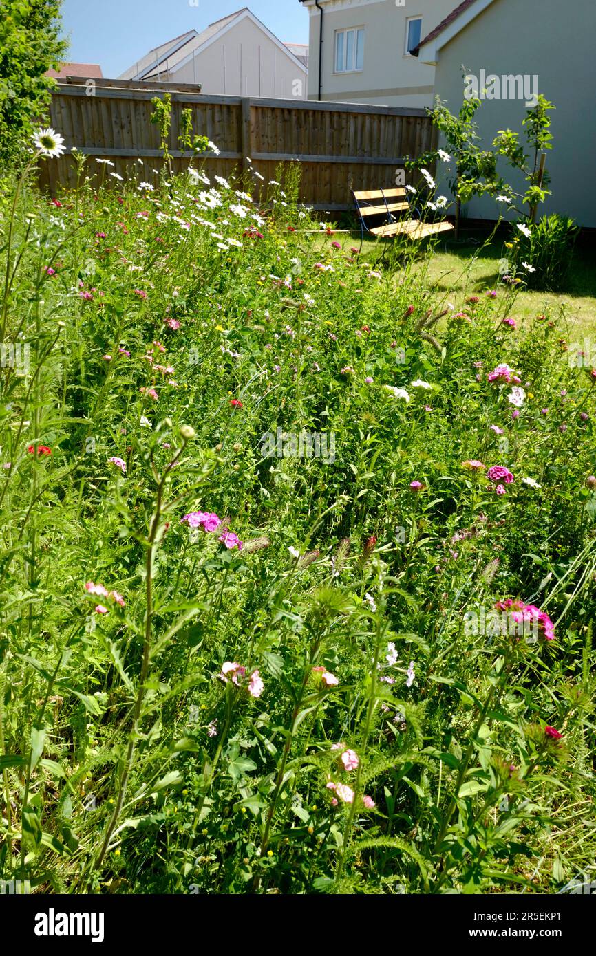Bordure de fleurs sauvages dans le jardin de banlieue, Royaume-Uni Banque D'Images