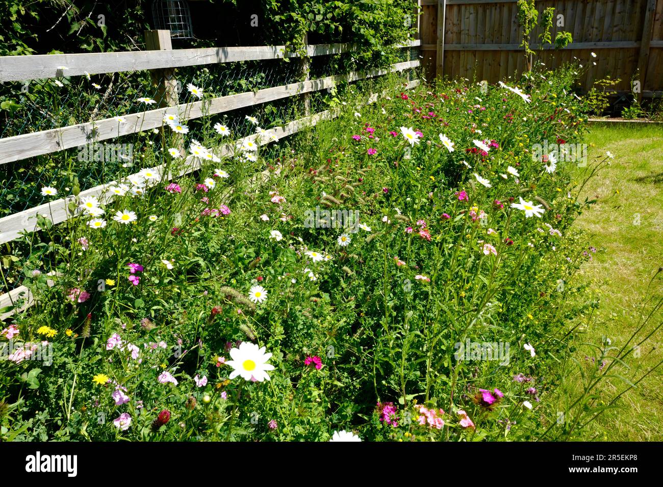 Bordure de fleurs sauvages dans le jardin de banlieue, Royaume-Uni Banque D'Images