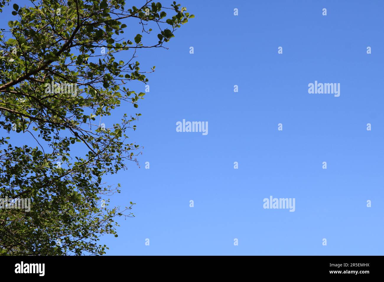 Beau ciel bleu clair avec arbre sur une journée d'été. Banque D'Images
