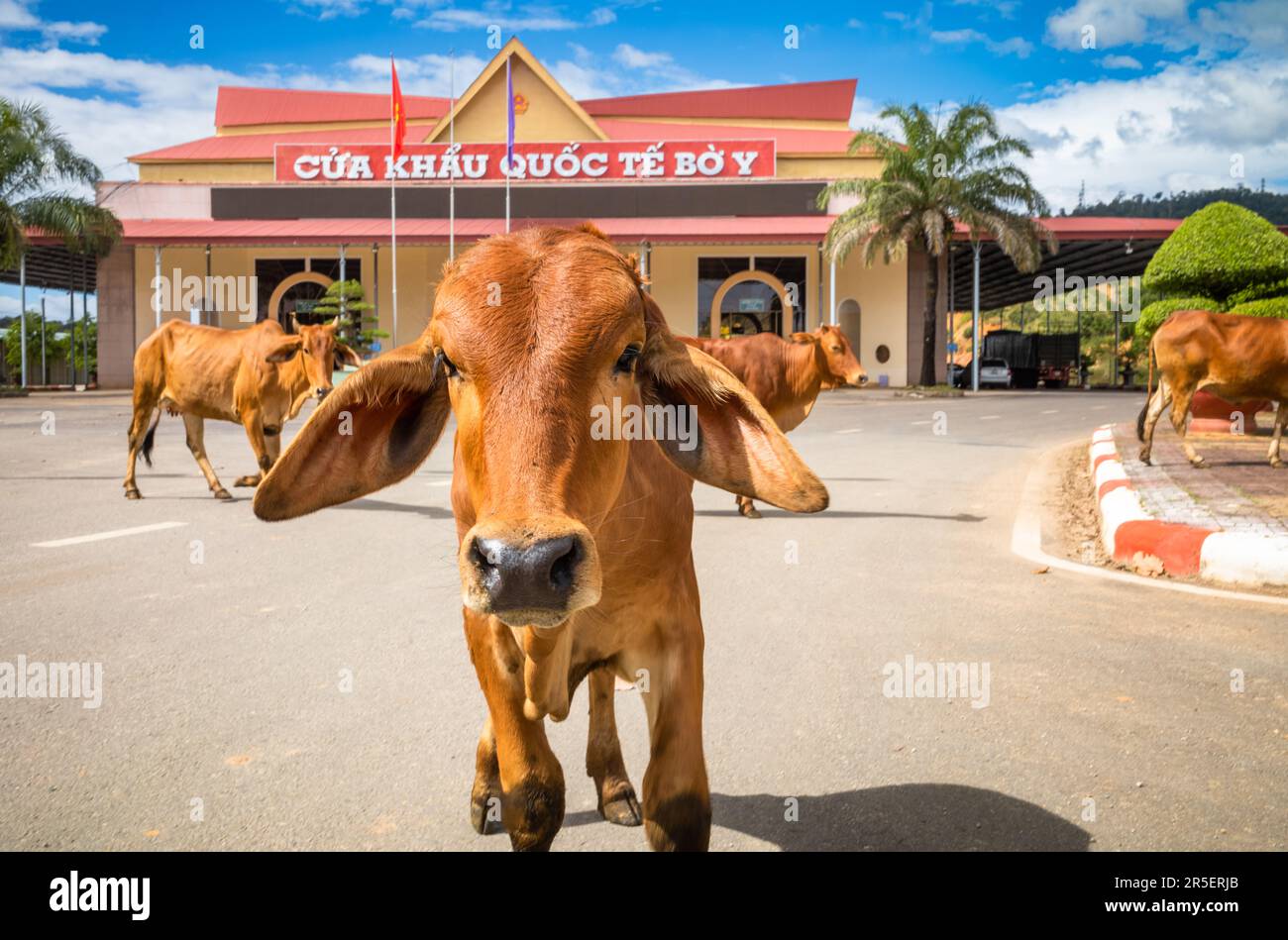 Le bétail traverse devant le bâtiment abritant la porte de la frontière internationale Vietnam-Laos à Bo y, district de Ngoc Hoi, province de Kontum, dans le centre de la province de Hé Banque D'Images