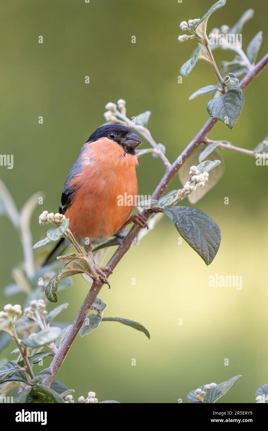 Bullfinch eurasien mâle adulte (Pyrrhula pyrrhula) perché sur un arbuste au printemps avec un fond vert clair - Yorkshire, Royaume-Uni (juin 2023) Banque D'Images