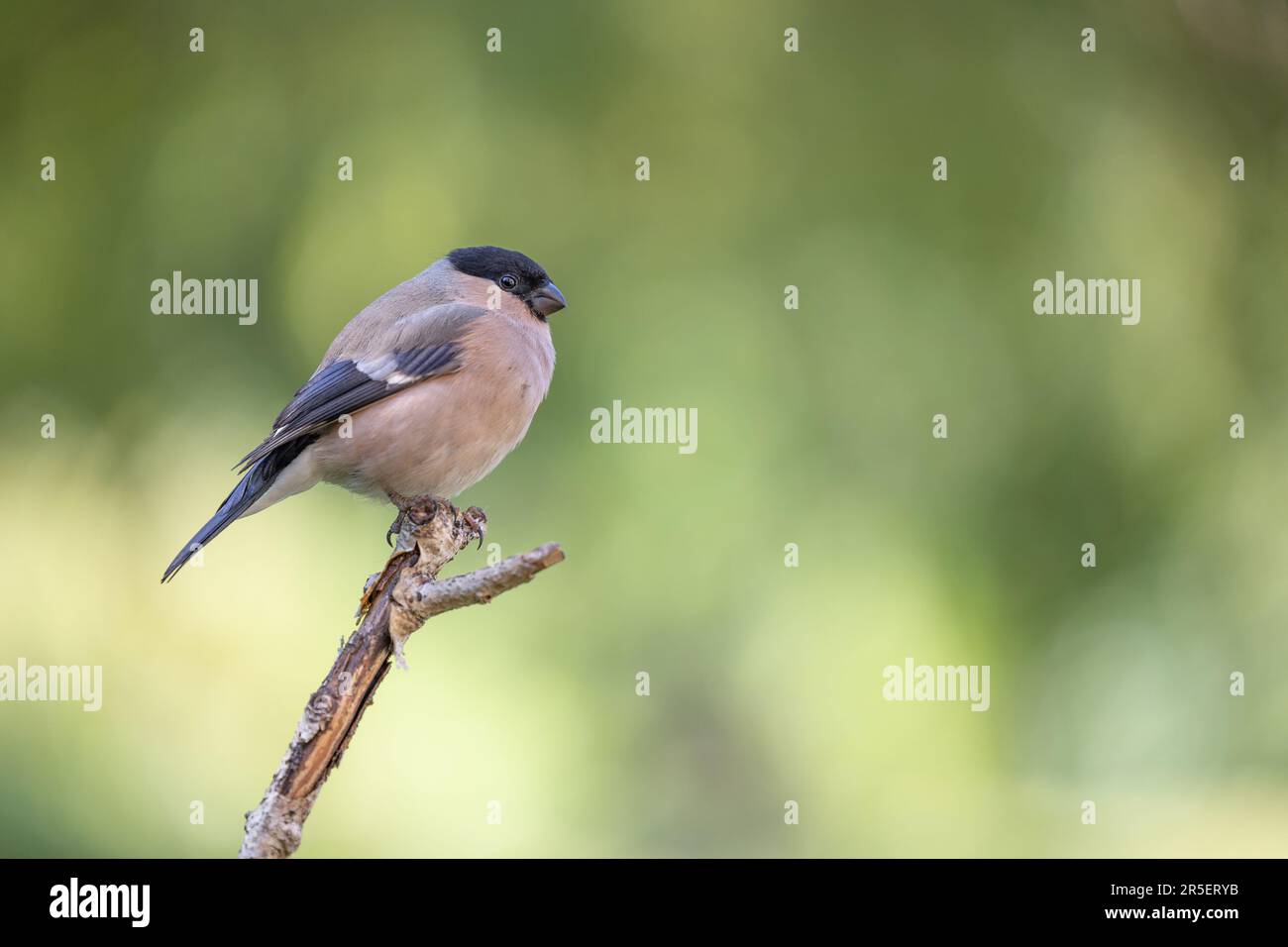Femelle adulte de Bullfinch eurasien (Pyrrhula pyrrhula) perchée au sommet d'une branche avec un fond vert naturel et verdoyant - Yorkshire, Royaume-Uni (juin 2023) Banque D'Images