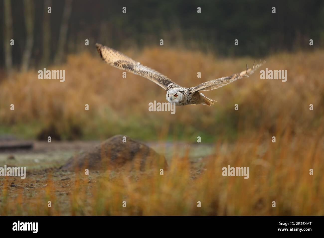 Scène d'automne avec hibou. Grand hibou de l'aigle de Sibérie orientale, Bubo bubo sibiricus, voler à travers le paysage d'automne, Russie. Banque D'Images