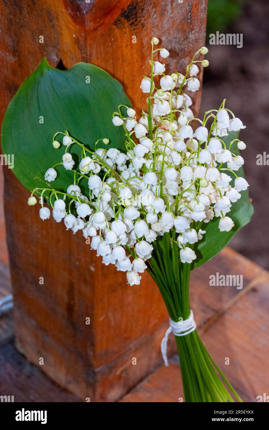 Lily de la vallée bouquet - mariage ou vacances fond - fleurs de Lily de la vallée (Convallaria majalis), petites cloches blanches et feuilles de Lily Banque D'Images