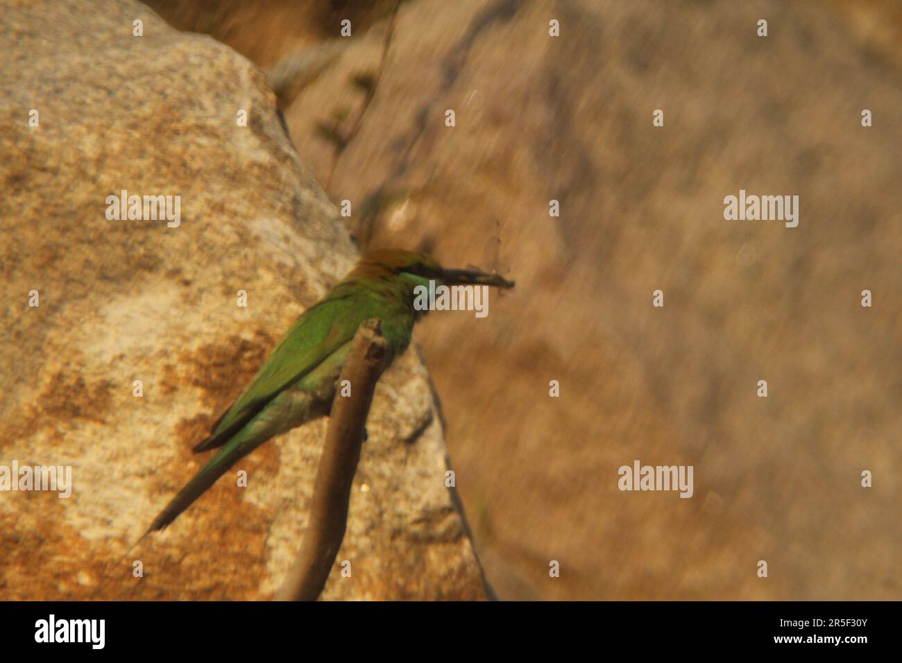 Oiseau asiatique de mangeur d'abeilles vertes Banque D'Images