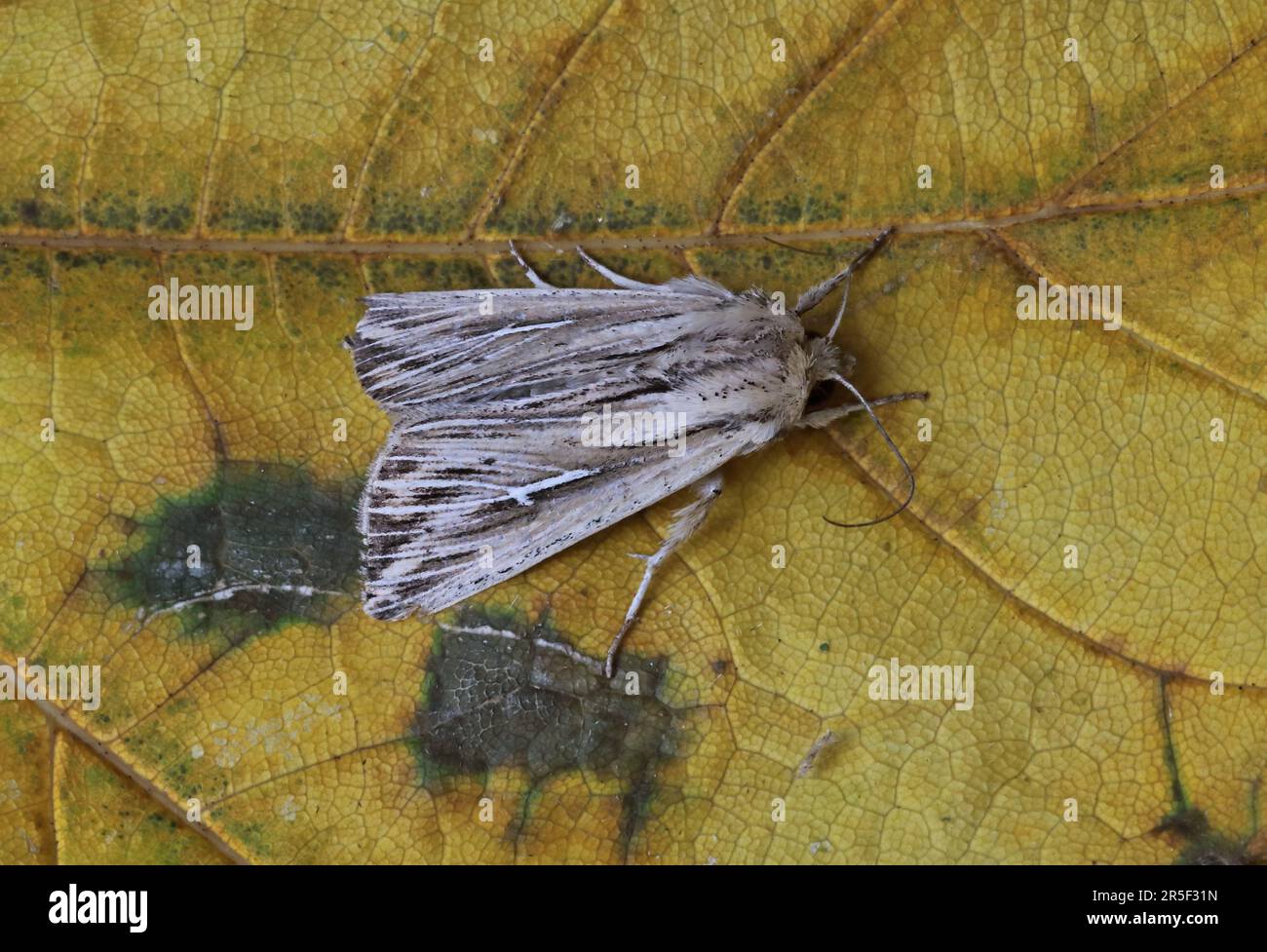 L-album quot (Mythimna l-album) adulte au repos sur leaf Eccles-sur-Mer, septembre Norfolk Banque D'Images