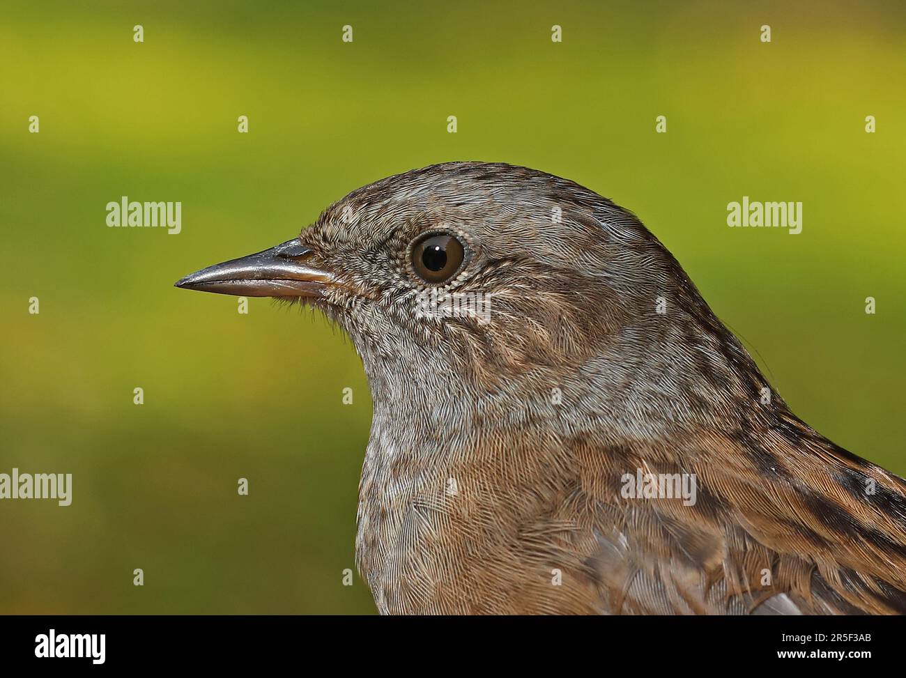 Dunnock (Prunella modularis) gros plan de la tête du premier oiseau d'hiver Eccles-on-Sea, Norfolk Septembre Banque D'Images
