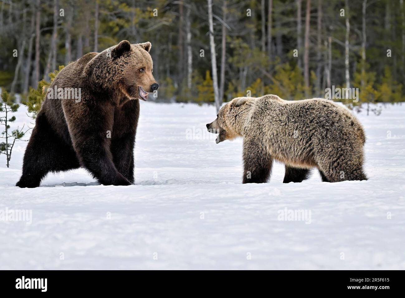 La maman ours défend ses petits contre un ours mâle Banque D'Images